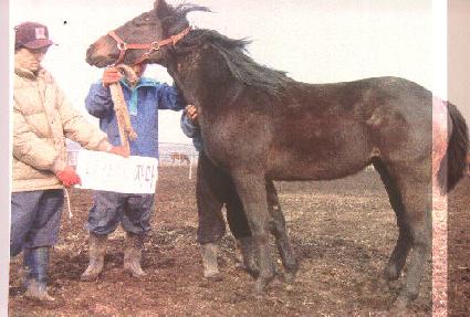 ����õ���� ����