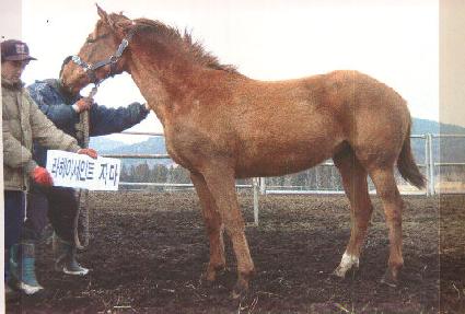 ����ι� ����