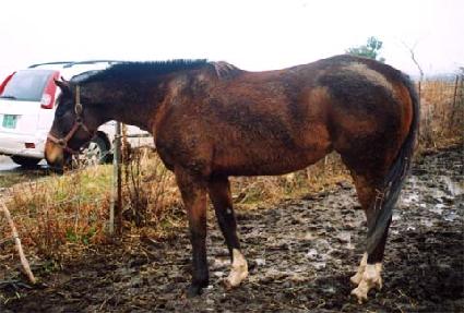 �̱׷��� ����