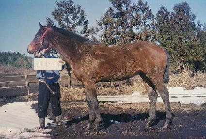 �ָ��ǽ¸� ����