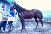 ȫ�ȷ� (HONGALLYEONG) ����