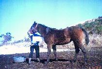 �ϴ�Ȳ (BUKDAEHWANG) ����