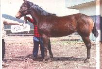 ������ (HONEY HONEY) ����