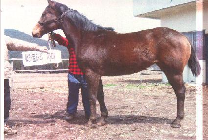 ������ ����