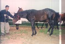 �۽��ȷ��� (PACIFICLAND) ����