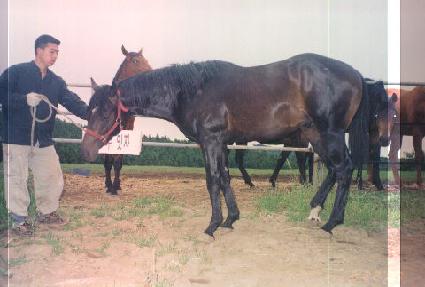 �۽��ȷ��� ����