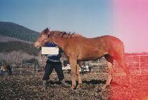 �ָ��Ǳ�� (JUMARUI GIPPEUM) ����