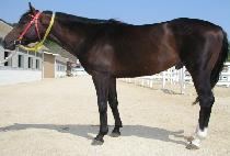 ��㹫�� (DAEDAM MUSSANG) ����