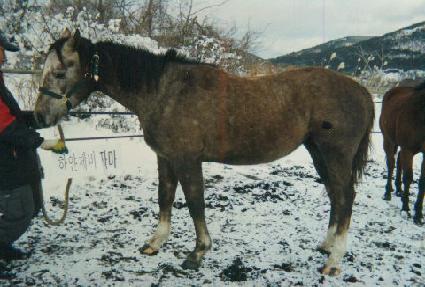 ������� ����