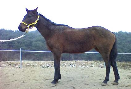 ��ũ����Ʈ ����