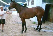 �ö���Ʈ (ALL LIGHT) ����