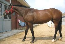 ��ä�ο� (DACHAEROUN) ����