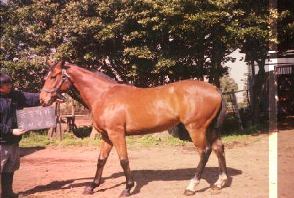 ����ִϾ� ����