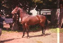 ����� (MORNING CALL) ����