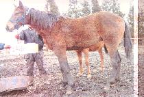 �ƽ����� (MAX RUNNER) ����