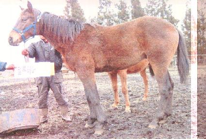 �ƽ����� ����