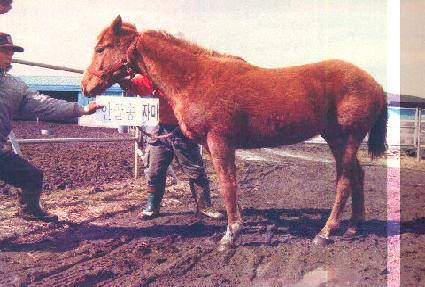 �����Ѽ��� ����