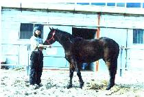 ��� (GIDUNG) ����