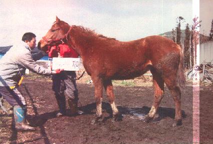 �ſ� ����