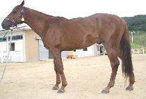 �������� (JEONNYONG CHASEON) ����