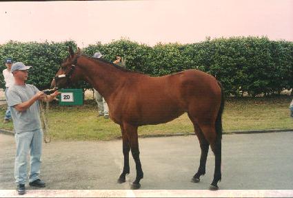 Ʈ���ô��� ����