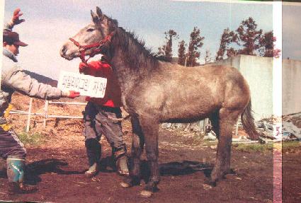 ��â ����