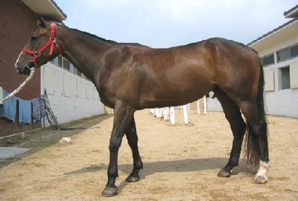 ������ ����