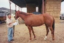 �̿����ξⷹ�̵� (IONA ROYAL LADY) ����