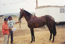 �ҽü��������� (SAUCY SUPRISE) ����