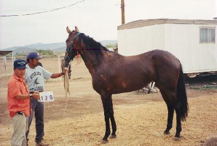 �ҽü��������� ����