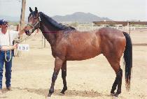 �����Ÿ�̰� (NAAB THE TIGER) ����