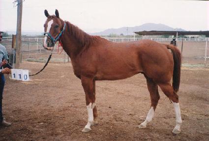 ���������� ����