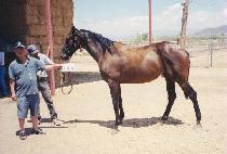 ������ (SHARBELLA) ����