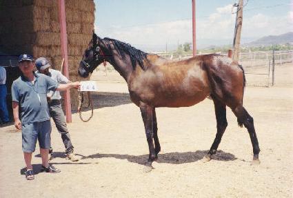 ������ ����