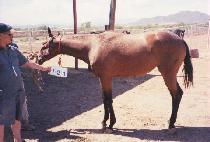 �÷��� (FLAPSY) ����