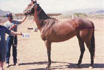 ��Ű������ġ (TURKEY SANDWICH) ����