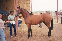 �������������ͽ� (PRINCESS ECSTACY) ����