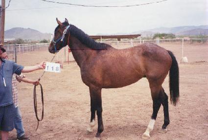 �����̼� ����