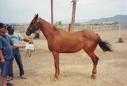 ����Ʈ��Ʈ ����