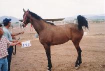 ĳ������� (CASUAL REPORTER) ����