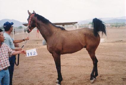 ĳ������� ����