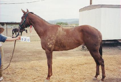 �����÷��� ����