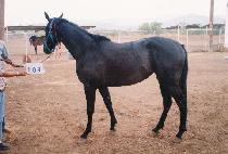 �ù̹̽� (SIMI MISS) ����