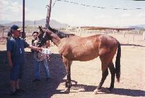 �ö��κ���̾�� (FLYIN BRYAN R) ����