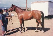 ������� (BAGGY JEANS) ����