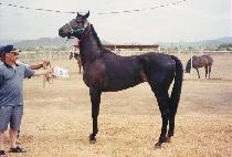 �������� (SHADOWDEED) ����