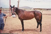 �ٸ��� (ALLEY DOLL) ����