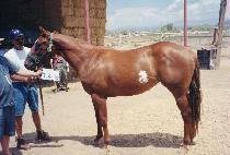 ���������������� (REALY MARGE J. J.) ����