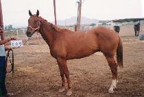 ������������ (HERES TO YOU DAD) ����