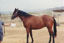 �뽺�ٿ��ī�� (NORTH BOUND COMET) ����